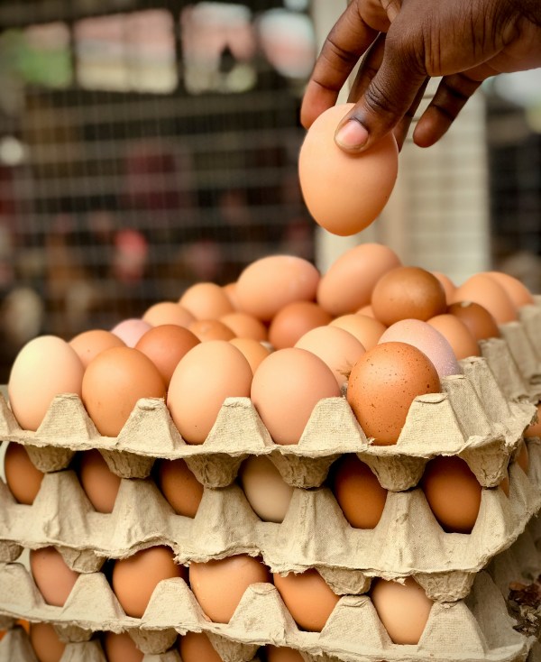 5KGE carefully curating profitable agro ventures like poultry farms.