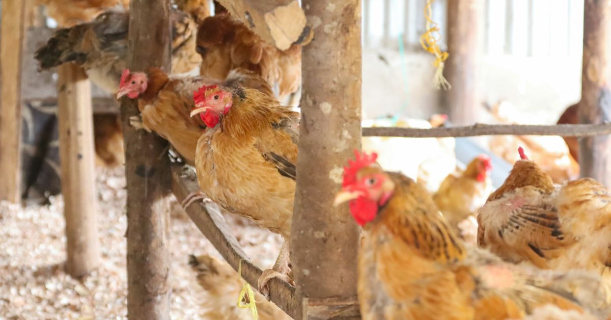 5 Important Things to Consider Before Setting Up a Poultry Farm for Egg Production in Nigeria