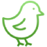 Pullet rearing